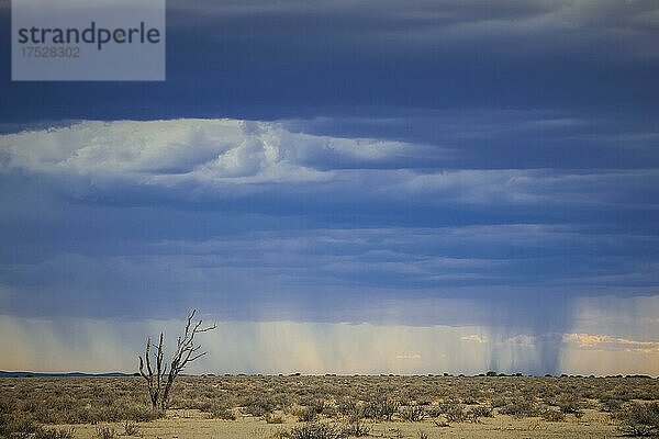 Regen über der Landschaft  Regenwolken am Horizont  Etosha National Park  Namibia  Afrika