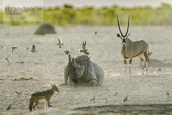 Spitzmaulnashorn (Diceros bicornis) ruht nahe an einem Wasserloch  Etosha National Park  Namibia  Afrika