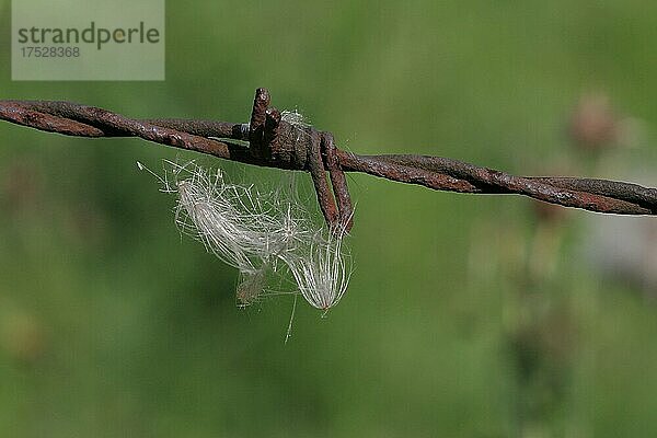 Stacheldraht mit hängen gebliebenem Samen von Pusteblume Löwenzahn