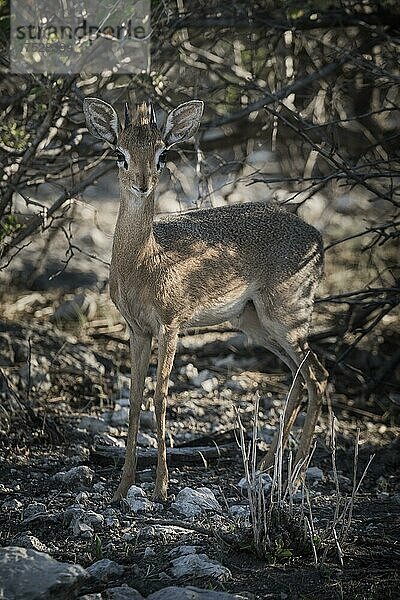Kirk-Dikdik oder Damara-Dikdik (Madoqua kirkii)  männliches Tier frisst an einem Strauch  Etosha-Nationalpark  Namibia  Afrika