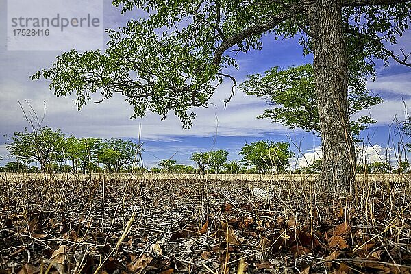 Landschaft mit Bäumen nahe dem Wasserloch Grunewald  Etosha National Park  Namibia  Afrika