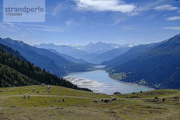Aussichtspunkt auf Reschensee und Ortlergruppe von der Hochebene Plamort  Reschen  Vinschgau  Südtirol  Italien  Europa