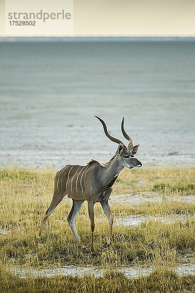 Großer Kudu (Tragelaphus strepsiceros)  männliches Tier an einer Lecke an Rande der Salzpfanne  Männchen  Etosha National Park  Namibia  Afrika