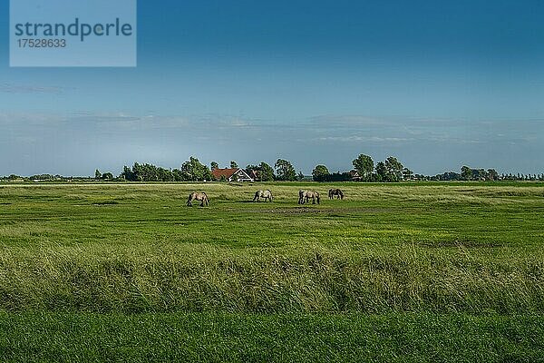 Wiesen  Schouwen-Duiveland  Zeeland  Niederlande  Europa