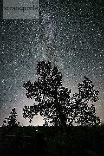 Silhouette eines Baumes vor Nachthimmel  Sternenhimmel mit Milchstraße  Smith Rock State Park  Oregon  USA  Nordamerika