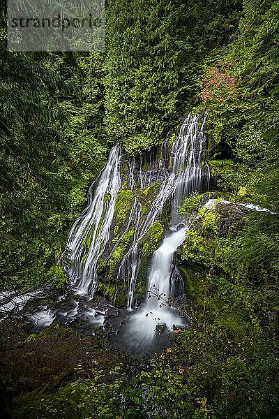 Wasserfall  Panther Creek Falls  Wald mit dichter Vegetation  Langzeitaufnahme  Washington  USA  Nordamerika