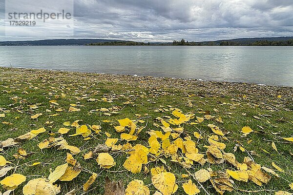 Wolkiger Tag im Herbst mit gelben Blätter am Bodensee  Allensbach  Baden-Württemberg  Deutschland  Europa