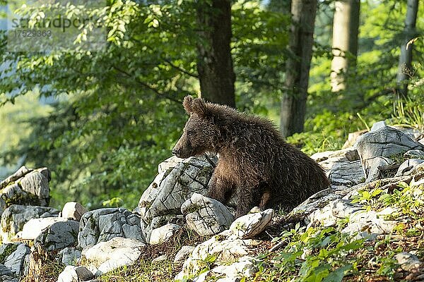 Europäischer Braunbär (Ursus arctos)  im Wald  Jungtier  Notranjska Region  Slowenien  Europa