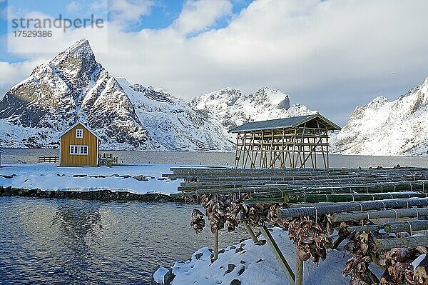 Winterliche  nordische Landschaft mit Trockenfischgestellen  Fisch und Fischköpfe  Rorbuer  Meer  Berge  Schnee  Hamnøy  Nordland  Lofoten  Norwegen  Europa