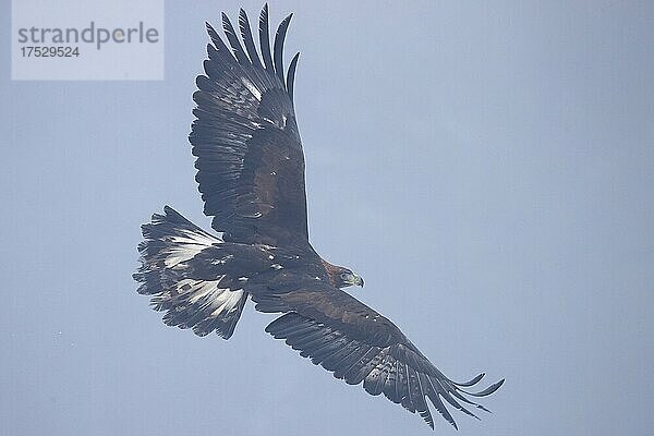 Steinadler (Aquila chrysaetos) fliegt   Tschechien  Europa