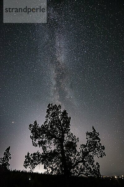 Silhouette eines Baumes vor Nachthimmel  Sternenhimmel mit Milchstraße  Smith Rock State Park  Oregon  USA  Nordamerika