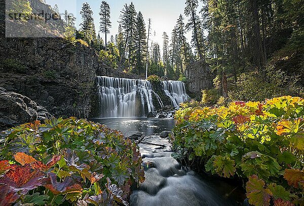 Middle Falls  Wasserfall im Herbst  McCloud River  Siskiyou County  Kalifornien  USA  Nordamerika