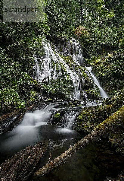 Wasserfall  Panther Creek Falls  Wald mit dichter Vegetation  Langzeitaufnahme  Washington  USA  Nordamerika