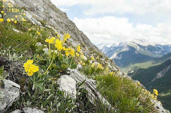 Gelbe Blüten in freier Wildbahn am Hang  Aurikel oder Alpenaurikel (Primula auricula)  Große Arnspitze (2196 m)  Arnspitzgruppe  Wettersteingebirge  Nördliche Kalkalpen  Alpen  Scharnitz  Tirol  Österreich  Europa