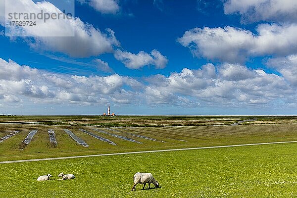 Im Vorland am Westerhever Leuchtturm  Halbinsel Eiderstedt  Nordfriesland  Schleswig Holstein  Deutschland  Europa