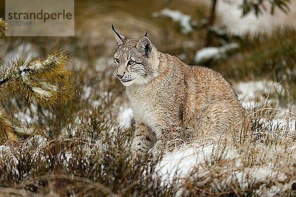 Europäischer Luchs (Lynx lynx)  Winter  Tschechien  Europa