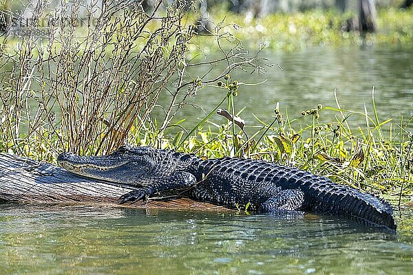 Mississippi-Alligator (Alligator mississippiensis)  auf Baumstamm  Atchafalaya Basin  Louisiana  USA  Nordamerika