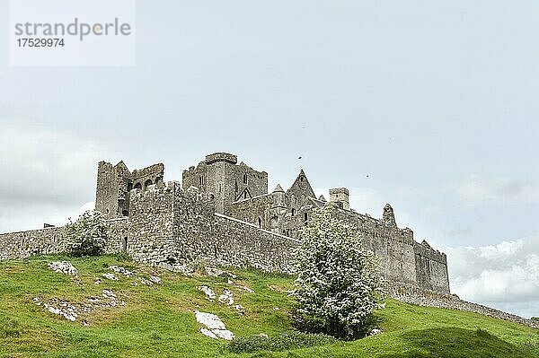 Historisches Monument irischer Geschichte  Gesamtanlage von unten gesehen  Rock of Cashel  County Tipperary  Irland  Europa