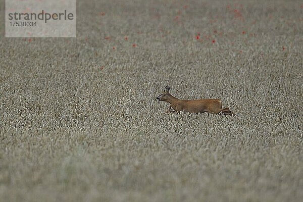 Reh (Capreolus capreolus) erwachsen  läuft  in einem Sommerweizenfeld  Suffolk  England  Großbritannien  Europa