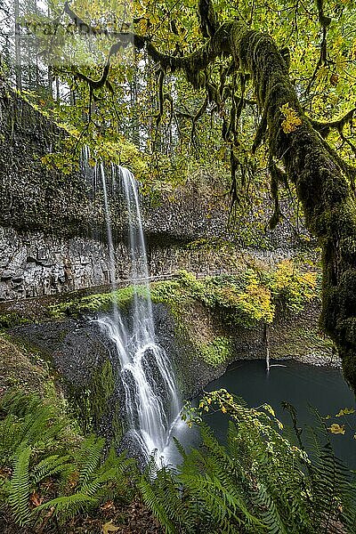 Wasserfall  Middle North Falls  dichte herbstliche Vegetation  Silver Falls State Park  Oregon  USA  Nordamerika
