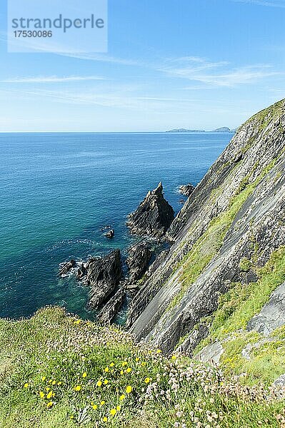 Schroffe Felsen an der Steilküste  Dunmore Head  Daingean Uí Chúis  Slea Head Drive  Dingle-Halbinsel  County Kerry  Irland  Europa
