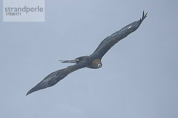 Steinadler (Aquila chrysaetos) fliegt   Tschechien  Europa