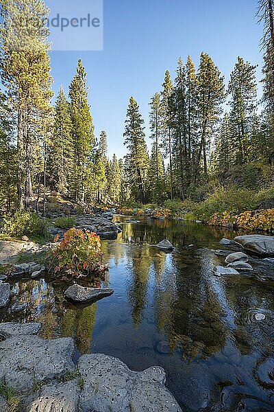 Herbstlicher Wald mit Fluss  McCloud River  Siskiyou County  Kalifornien  USA  Nordamerika