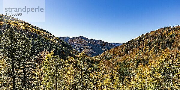 Mischwald im Hochschwarzwald im Herbst  bei Todtnau  Schwarzwald  Baden-Württemberg  Deutschland  Europa