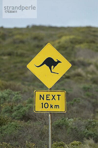 Straßenschild  das vor Kängurus auf der Great Ocean Road warnt  Victoria  Australien  Ozeanien