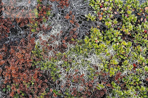 Herbstliches Detail  Flechten und Moose  Rondane Nationalpark  Norwegen  Europa