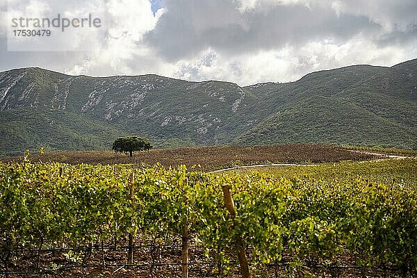 Schöne Landschaft mit Weinbergen und Bäumen im Naturpark Arrabida  südlich von Lissabon  Alentejo  Portugal  Europa