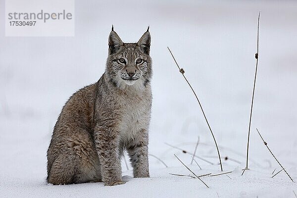 Europäischer Luchs (Lynx lynx) sitzt auf einer verschneiten Wiese  Tschechien  Europa