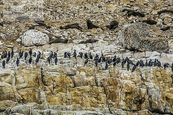 Vogelkolonie mit Kormoranen  Robberg Nature Reserve  Plettenberg Bay Route  Südafrika  Plettenberg Bay  Westkap