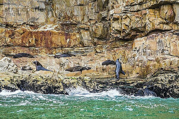 Robbenkolonie  Robberg Nature Reserve  Plettenberg Bay Route  Südafrika  Plettenberg Bay  Westkap