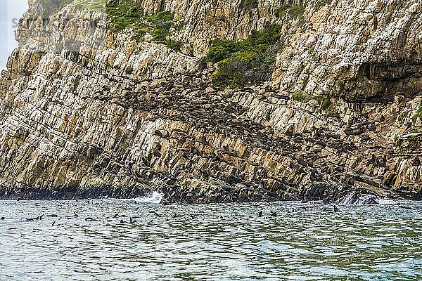 Robbenkolonie  Robberg Nature Reserve  Plettenberg Bay Route  Südafrika  Plettenberg Bay  Westkap