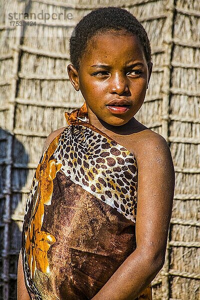 Kinder sehen interessiert zu bei traditionellen Bräuchen in echtem afrikanischen Dorf  Umphakatsi Chief