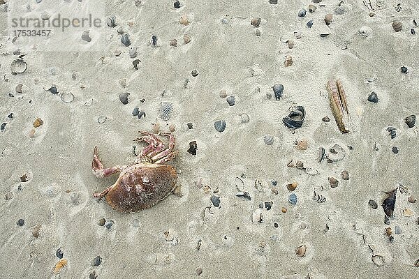 Tote Strandkrabbe (Carcinus maenas) zwischen Muschelschalen am Strand  Langeoog  Niedersachsen  Deutschland  Europa