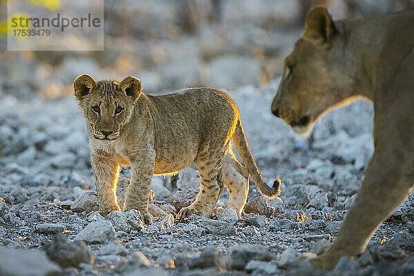 Löwe (Panthera leo)  Jungtier  Etosha-Nationalpark  Namibia  Afrika