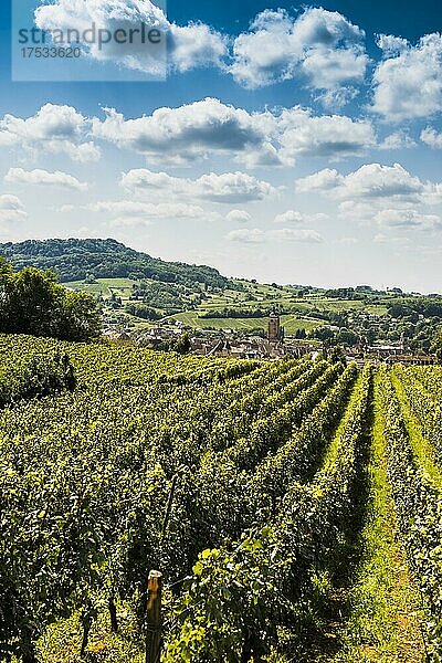 Arbois  Departement Jura  Bourgogne-Franche-Comté  Frankreich  Europa