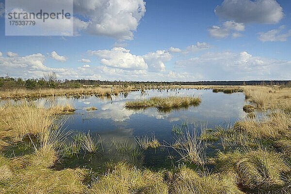 Moorlandschaft  Emsland  Niedersachsen  Deutschland  Europa