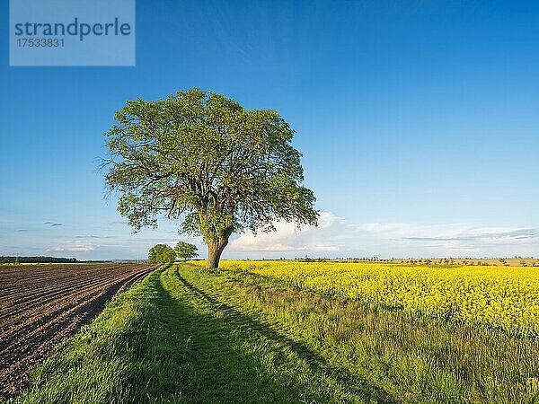 Kulturlandschaft im Frühling  alte Linden am Feldweg  Getreide- und Rapsfelder  blauer Himmel  Abendlicht  Burgenlandkreis  Sachsen-Anhalt  Deutschland  Europa