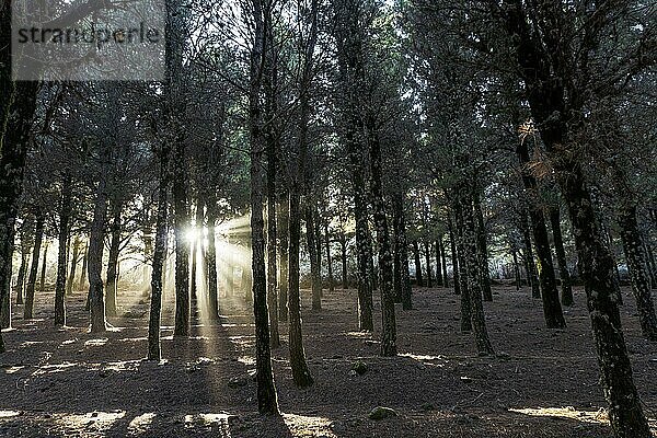 Schöne Sonnenstrahlen  die die mit Moos bewachsenen Bäume im nebligen Wald erhellen  Gran Canaria  Spanien  Europa