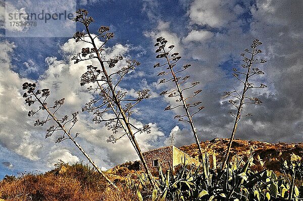 Blühende Stämme von Agaven vor Hausruine an Berg  Andalusien  Spanien  Europa