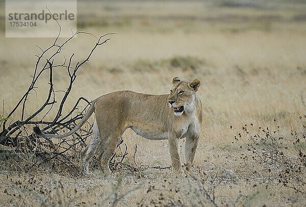 Löwe (Panthera leo)  weibliches Tier  Etosha National Park  Namibia  Afrika