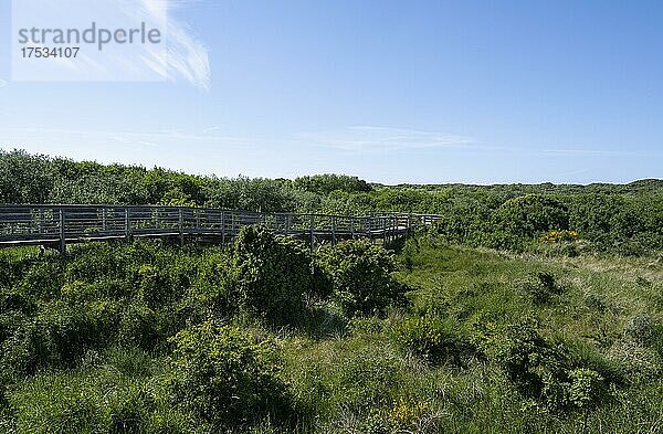 Bohlenweg durch bewachsene Dünenlandschaft  Insel Juist  Nationalpark Niedersächsisches Wattenmeer  Ostfriesland  Niedersachsen  Deutschland  Europa