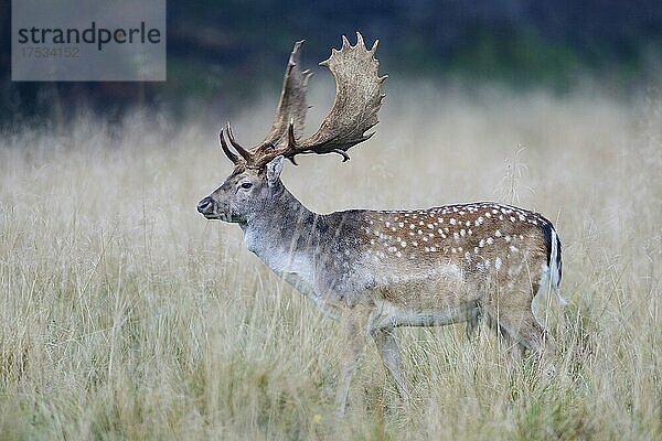 Damhirsch (Dama dama)  Jägersborg  Dänemark  Europa