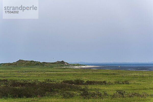 Salzwiesen an der Küste  Kalfamer  Wattenmeer  Nationalpark Niedersächsisches Wattenmeer  Insel Juist  Ostfriesland  Niedersachsen  Deutschland  Europa