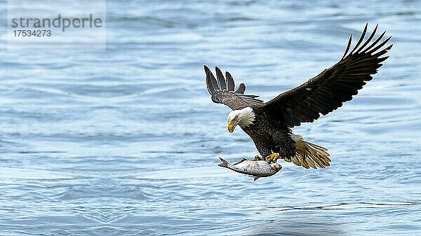 Adler fliegt mit einem Fisch in seinen Klauen auf dem Wasser  Adler fängt Fisch Kalifornien  Vereinigte Staaten