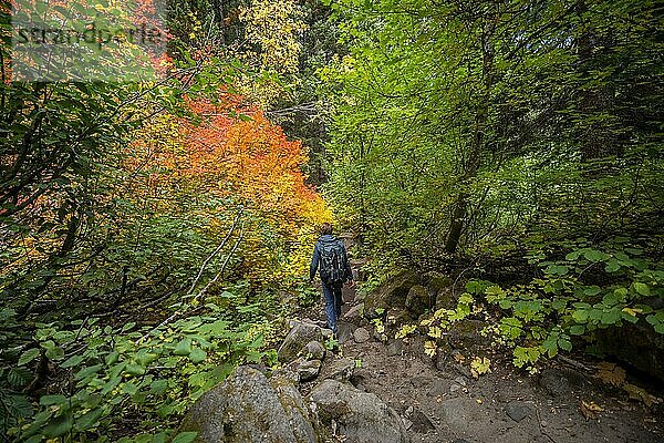 Wanderer auf einem Wanderweg im Wald  Indian Summer  gelbe  orange und rote Blätter  Herbstfärbung  Oregon  USA  Nordamerika