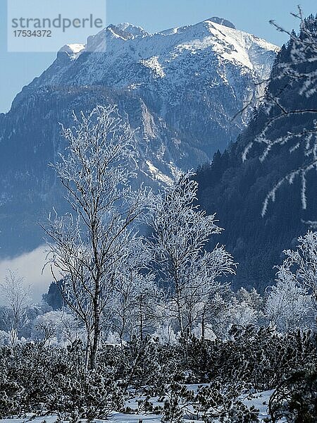 Winterlandschaft  Pürgschachen Moor im Winter  verschneite Berggipfel im Gesäuse  Ardning  Steiermark  Österreich  Europa
